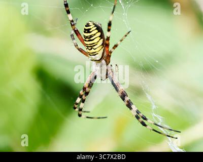 La femelle Argiope bruennichi, communément connue sous le nom d'araignée guêpe, positionnée au centre de sa toile orbe dans les hautes herbes. Banque D'Images