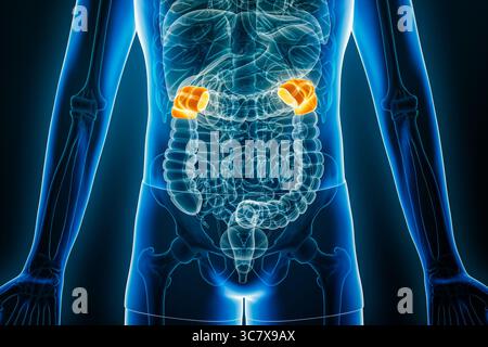 Vue antérieure aux rayons X des flexions hépatiques et spléniques du côlon humain en rendu 3D avec contours corporels. Anatomie, organe du système digestif Banque D'Images