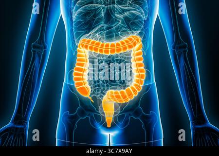 Vue radiographique antérieure ou de face du côlon complet ou du gros intestin en rendu 3D avec contours du corps masculin. Anatomie humaine, organe du d Banque D'Images
