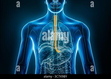 Vue radiographique antérieure ou frontale de l'œsophage 3D avec contours du corps masculin. Anatomie humaine, organe de l'appareil digestif, médical Banque D'Images