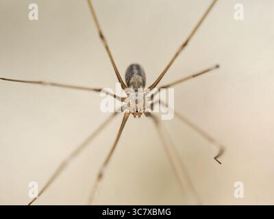 Macrophotographies de Pholcus phalangioides, l'araignée de la cave, montrant des vues frontales et dorsales dans sa toile. Banque D'Images