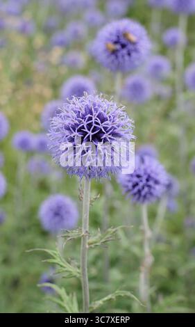 Echinops ritro 'Veitch's Blue'', chardon globe portant des têtes de fleurs sphériques bleues épaisses dans la bordure du jardin d'été. Echinops bannaticus 'Veitch's Blue. Banque D'Images