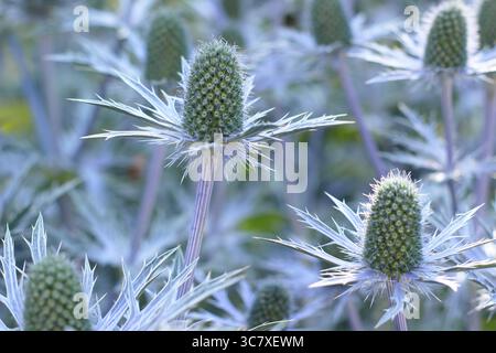 Eryngium. Bractées bleues épaisses d'Eryngium 'Big Blue', une plante de houx de mer résistante au climat, dans un jardin anglais en juillet. ROYAUME-UNI Banque D'Images