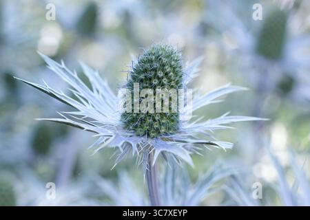 Eryngium. Bractées bleues épaisses d'Eryngium 'Big Blue', une plante de houx de mer résistante au climat, dans un jardin anglais en juillet. ROYAUME-UNI Banque D'Images