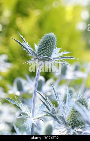 Eryngium. Bractées bleues épaisses d'Eryngium 'Big Blue', une plante de houx de mer résistante au climat, dans un jardin anglais en juillet. ROYAUME-UNI Banque D'Images