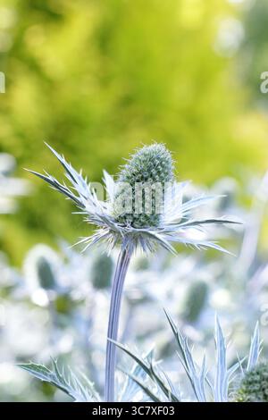 Eryngium. Bractées bleues épaisses d'Eryngium 'Big Blue', une plante de houx de mer résistante au climat, dans un jardin anglais en juillet. ROYAUME-UNI Banque D'Images