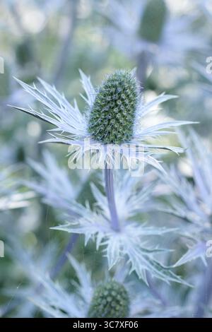 Eryngium. Bractées bleues épaisses d'Eryngium 'Big Blue', une plante de houx de mer résistante au climat, dans un jardin anglais en juillet. ROYAUME-UNI Banque D'Images