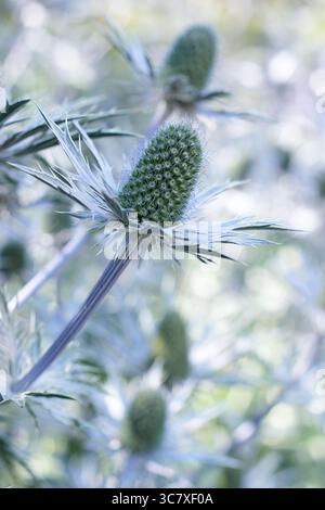 Eryngium. Bractées bleues épaisses d'Eryngium 'Big Blue', une plante de houx de mer résistante au climat, dans un jardin anglais en juillet. ROYAUME-UNI Banque D'Images