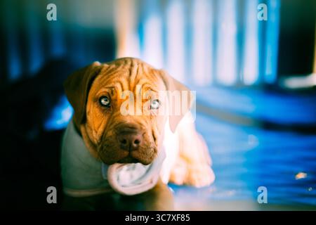 Chiot Shar Pei à l'intérieur mâchant un jouet de corde blanche, avec le visage ridé et les yeux expressifs. Banque D'Images
