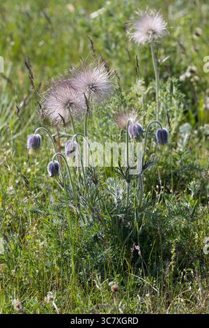Wiesen-Küchenschelle, Wiesenküchenschelle, Wiesen-Kuhschelle, Wiesenkuhschelle, Schwarz-Küchenschelle, Küchenschelle, Kuhschelle, Samen, Samenstand, F. Banque D'Images