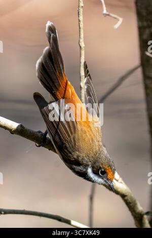 Rufous Fantail (Rhipidura rufifrons) perché sur une branche dans la brousse, montrant sa queue rousse et sourcil blanc, Sandy Camp, Brisbane, Queensland, Banque D'Images