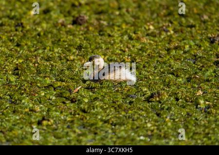 Canard musqué juvénile (Biziura lobata) nageant sur un étang couvert de végétation aquatique verte, Brisbane, Queensland, Australie. Banque D'Images