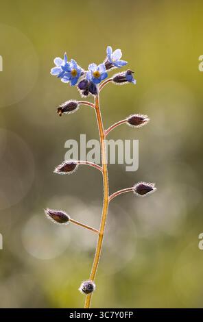 Champ Forget-me-not floraison Banque D'Images