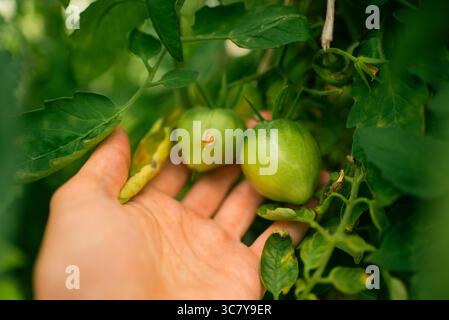 Gros plan de la main d'un agriculteur tenant des tomates vertes non mûres poussant sur une vigne dans une serre, vérifiant les signes de maladie et assurant une croissance saine Banque D'Images