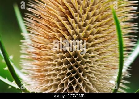 Gros plan d'une tête de teasel. Textures et motifs de la nature. Banque D'Images
