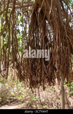 L'image montre les racines aériennes d'un arbre Ficus, peut-être un Banyan, qui pendent vers le bas. La scène se déroule à l'extérieur avec un aperçu des fleurs roses. Banque D'Images