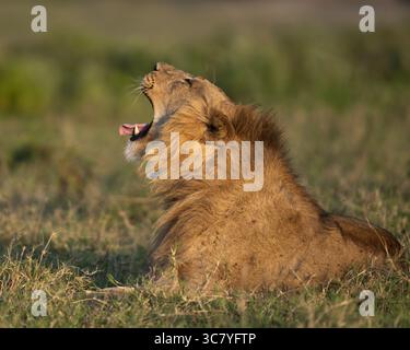 Profil d'un lion mâle bâillant dans l'herbe Banque D'Images