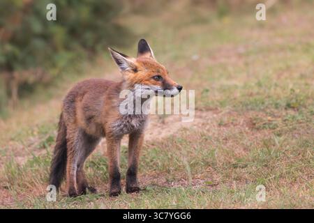 Renard rouge [ Vulpes vulpes ] debout dans le champ Banque D'Images