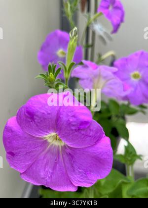Jardin Petunia axillaris mis en pot comme plante d'intérieur poussant sur le balcon de l'appartement en environnement urbain, Europe du Sud-est, Balkans Banque D'Images