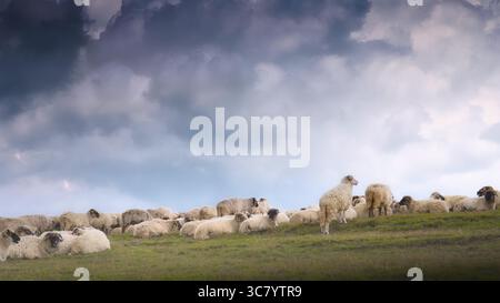 Moutons qui paissent sur des pâturages alpins ouverts le long de la route Transalpina en Roumanie, avec des nuages spectaculaires sur le paysage montagneux des Carpates Banque D'Images