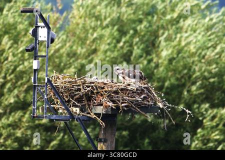 Deux balbuzards juvéniles se tiennent proches l'un de l'autre dans leur nid sur une plate-forme, entourés de brindilles et de verdure forestière dans une douce lumière estivale. Banque D'Images