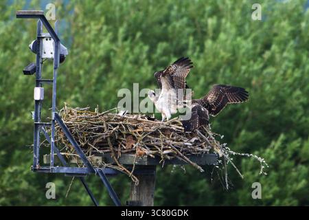 Deux balbuzards juvéniles étirent leurs ailes sur une grande plate-forme de nid, capturés dans un moment animalier dynamique sur fond de forêt verte floue. Banque D'Images