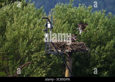 Un balbuzard adulte descend vers une plate-forme de nid où deux jeunes oiseaux attendent, capturés en plein air avec des talons étendus et une forêt vibrante dans le backgr Banque D'Images