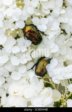 Deux coléoptères à fleurs dorées (Cetonia aurata) reposant sur une fleur d'hortensia blanche. Gros plan macro capturant les détails délicats de l'inse Banque D'Images