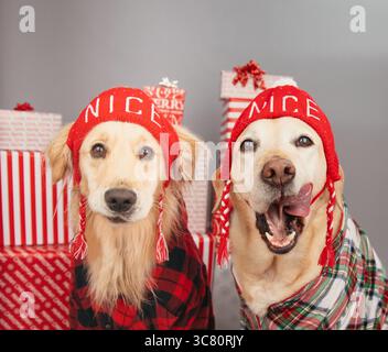 Portrait d'un labrador retriever jaune et Golden retriever assis devant une pile de cadeaux de Noël emballés portant des chapeaux tricotés avec le mot Nice Banque D'Images