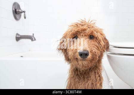 Portrait en gros plan d'un chiot miniature mouillé Goldendoodle (groodle) assis dans une salle de bain à côté d'une baignoire et des toilettes Banque D'Images