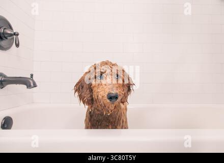 Portrait en gros plan d'un chiot miniature mouillé d'or (groodle) assis dans un bain Banque D'Images