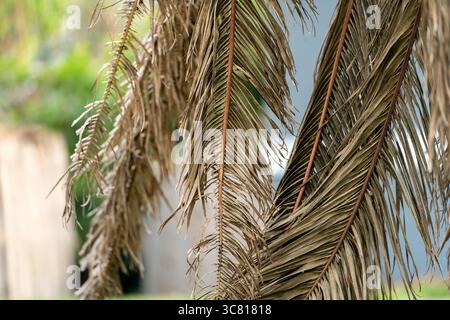 Palmier mort à sec sur la cour de la maison de Floride Banque D'Images