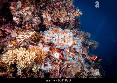Une scène sous-marine vibrante présente une palourde géante colorée nichée au milieu d'un récif corallien diversifié, avec un poisson-clown cherchant refuge dans les anémones, soulignant les relations symbiotiques et la biodiversité des écosystèmes marins. Banque D'Images