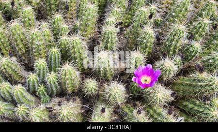 Fleur de cactus rose fleurissant en grappe verte dense dans le jardin de cactus Banque D'Images