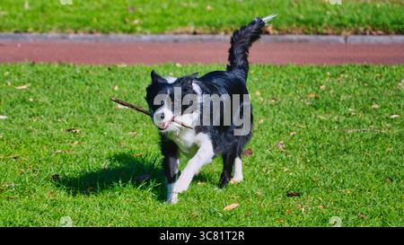 Melbourne, Victoria, Australie - 20 juillet 2025 : un border collie traverse l'herbe portant un bâton dans sa bouche dans les jardins Queen Victoria Banque D'Images