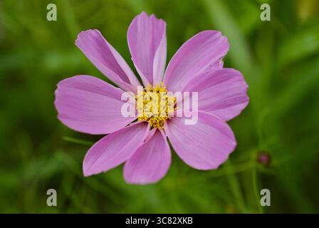 fleur de cosmos rose dans un jardin Banque D'Images