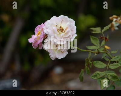 Une photographie rapprochée de délicates roses blanches et roses en pleine floraison, mettant en valeur des pétales doux et la beauté naturelle. Banque D'Images