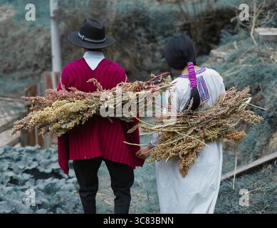Les agriculteurs transportant la récolte de quinoa s'éloignent dans le champ Banque D'Images