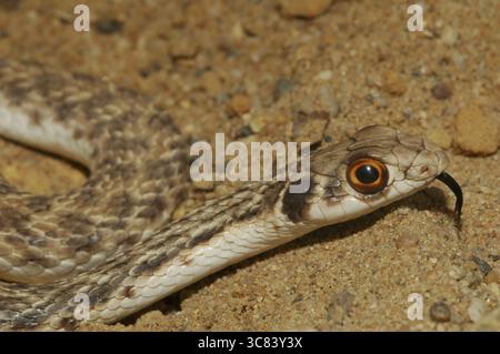 Serpent de Montpellier oriental (Malpolon monspessulanus insignitus) Banque D'Images