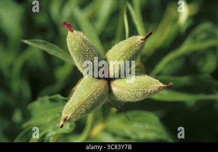 Pivoine de fermier, pivoine commune (Paeonia officinalis) Banque D'Images
