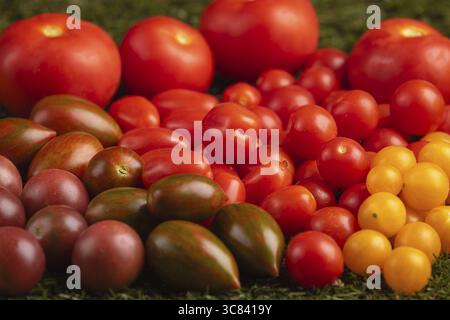 Différentes variétés de tomates en rouge et jaune sur herbe verte Banque D'Images