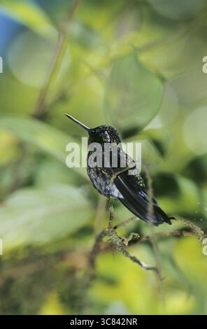 Nymphe mâle à gorge violette (Lampornis calolaema) Banque D'Images