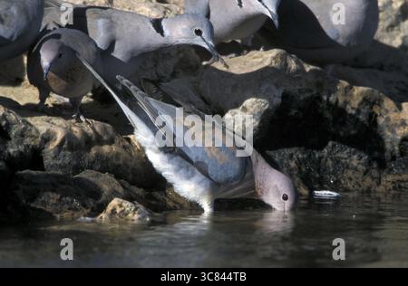Pigeon de palmier + Coot Pigeon (Streptopelia senegalensis, Streptopelia capicola) Banque D'Images