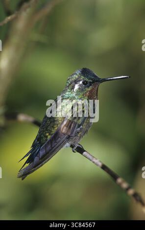 Nymphe mâle à gorge violette (Lampornis calolaema) Banque D'Images