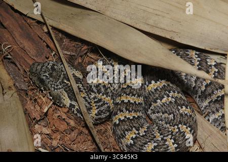 Additionneur de mort à griffes rugueuses (Acanthophis rugosus) Banque D'Images