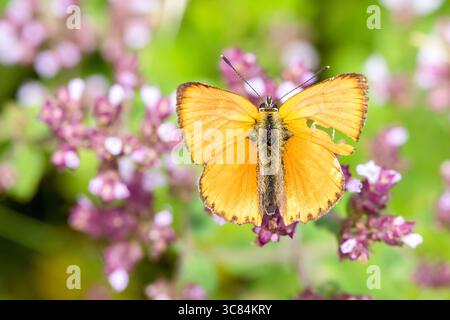 Papillon de cuivre rare mâle (Lycaena virgaureae) avec des ailes orange brillantes et flamboyantes, papillon orange d'en haut macro Banque D'Images