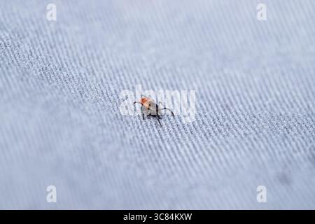 Tick (Icodes ricinus) rampant sur pantalon tissu gris macro avec espace de copie Banque D'Images