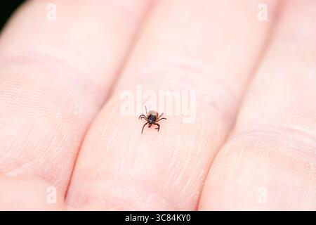 Tique (Icodes ricinus) rampant sur la main humaine Banque D'Images