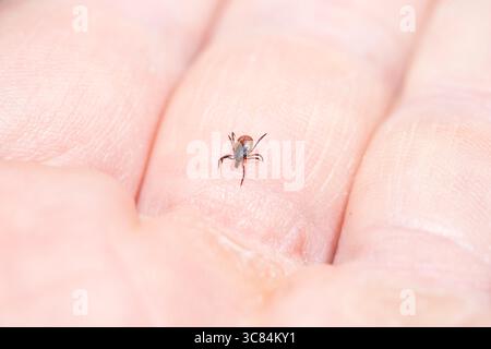 Tique (Icodes ricinus) rampant sur la main humaine Banque D'Images