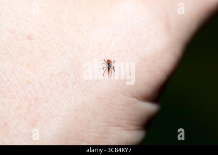 Tique (Icodes ricinus) rampant sur la main humaine Banque D'Images